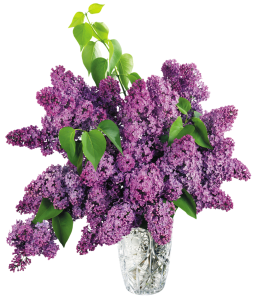 Lilac PNG-85161